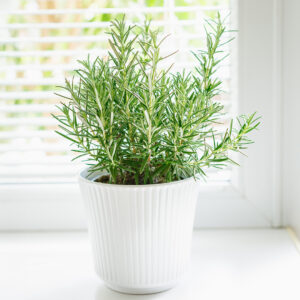 Organic Rosemary