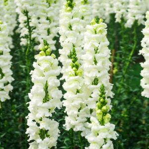 Antirrhinum 'Snowflake'