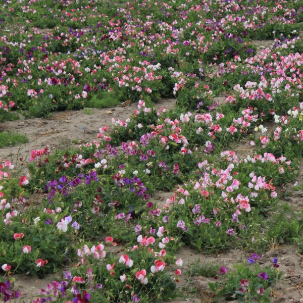 A mix of Sweet Pea flowers of the Little Sweetheart variety in pink, purple, and white in a field.