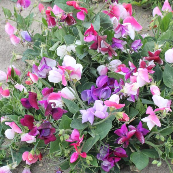 A mix of Sweet Pea flowers of the Little Sweetheart variety in pink, purple, and white.