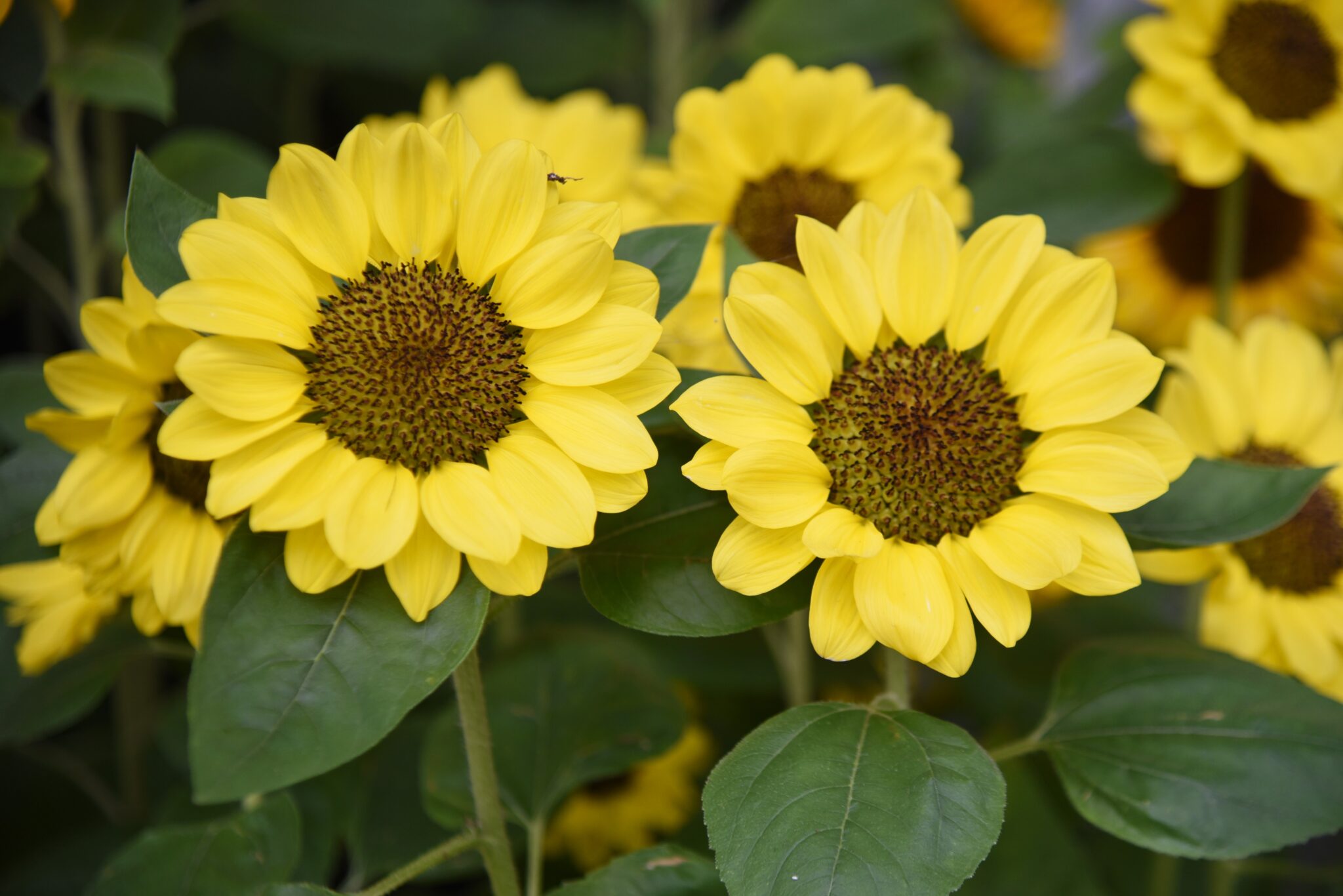 Sunflower Tanja Seeds - Premier Seeds Direct