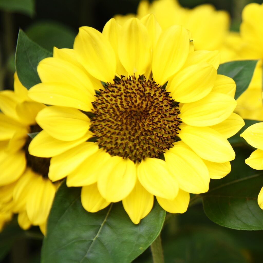 Sunflower Tanja Seeds Premier Seeds Direct