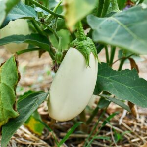 Ripe eggplant growing in the garden outdoor, agriculture, autumn harvest.