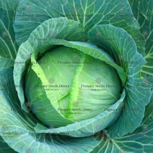 Cabbage - Earliest of all