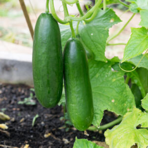 Imperfect ripe green cucumbers and leaves growing in garden bed - cultivar is seedless. Organic gardening in New Zealand, NZ.