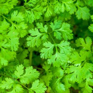 Composition of a bunch of coriander plant on soil
