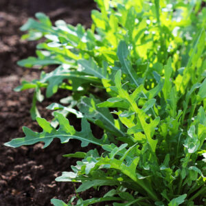 Arugula plant growing from soil in organic vegetable garden.
