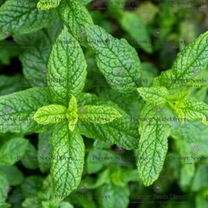 Spearmint Seeds