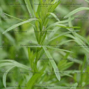 Tarragon Seeds