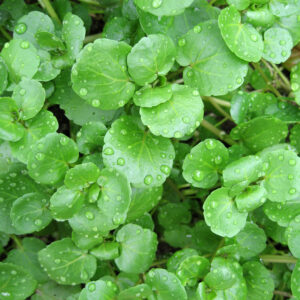 Herb - Watercress Nasturtium Organic