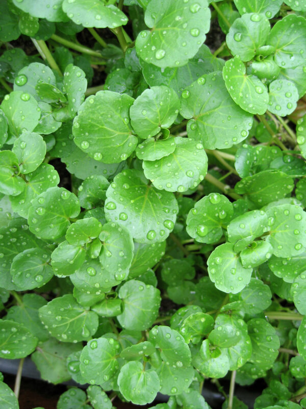 Organic Watercress Nasturtium
