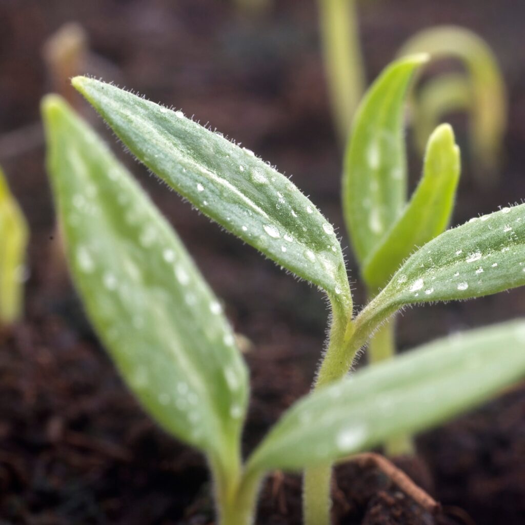 Vegetables to sow in January Premier Seeds Direct