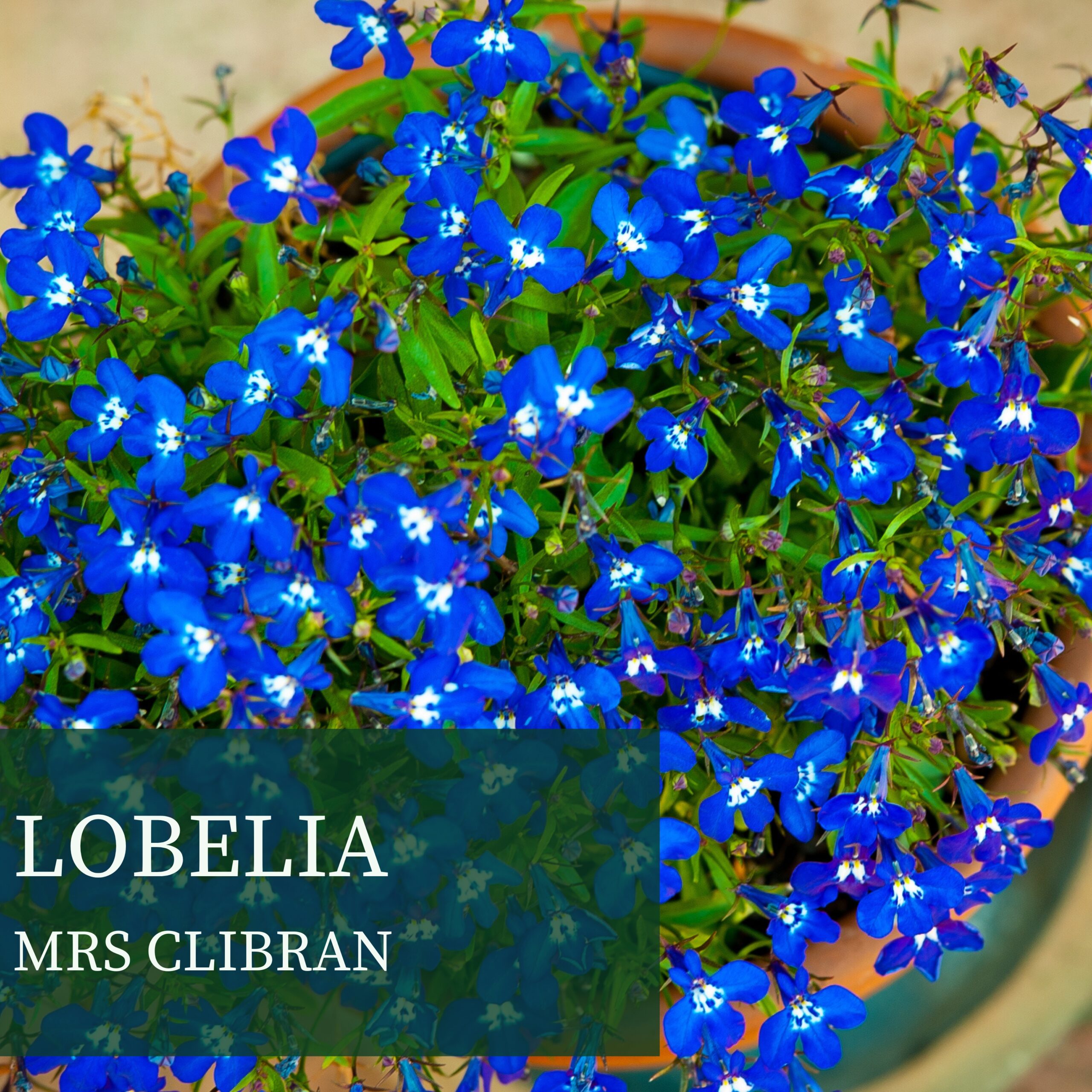 LOBELIA MRS CLIBRAN