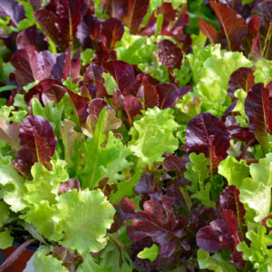 Fresh green and red lettuce leaves