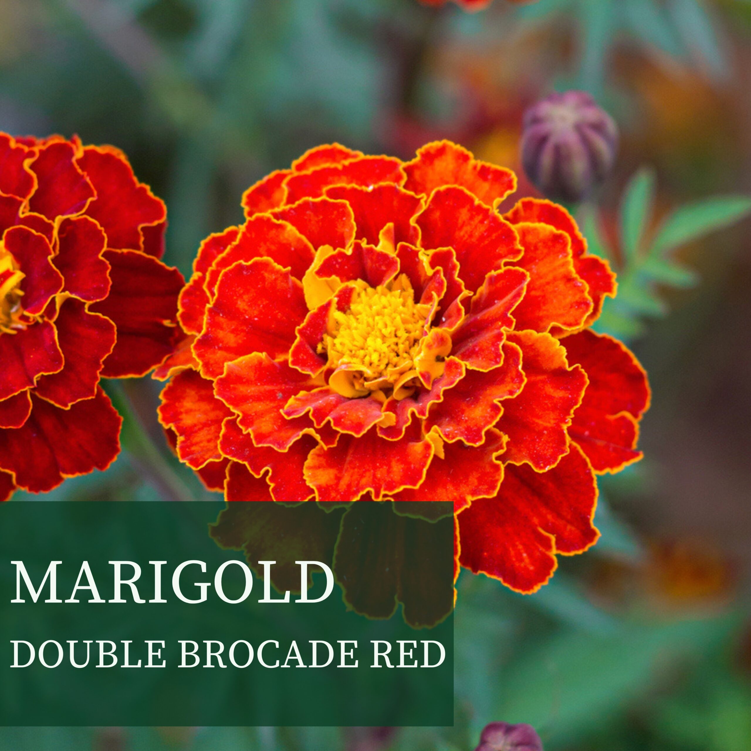 MARIGOLD DOUBLE BROCADE RED