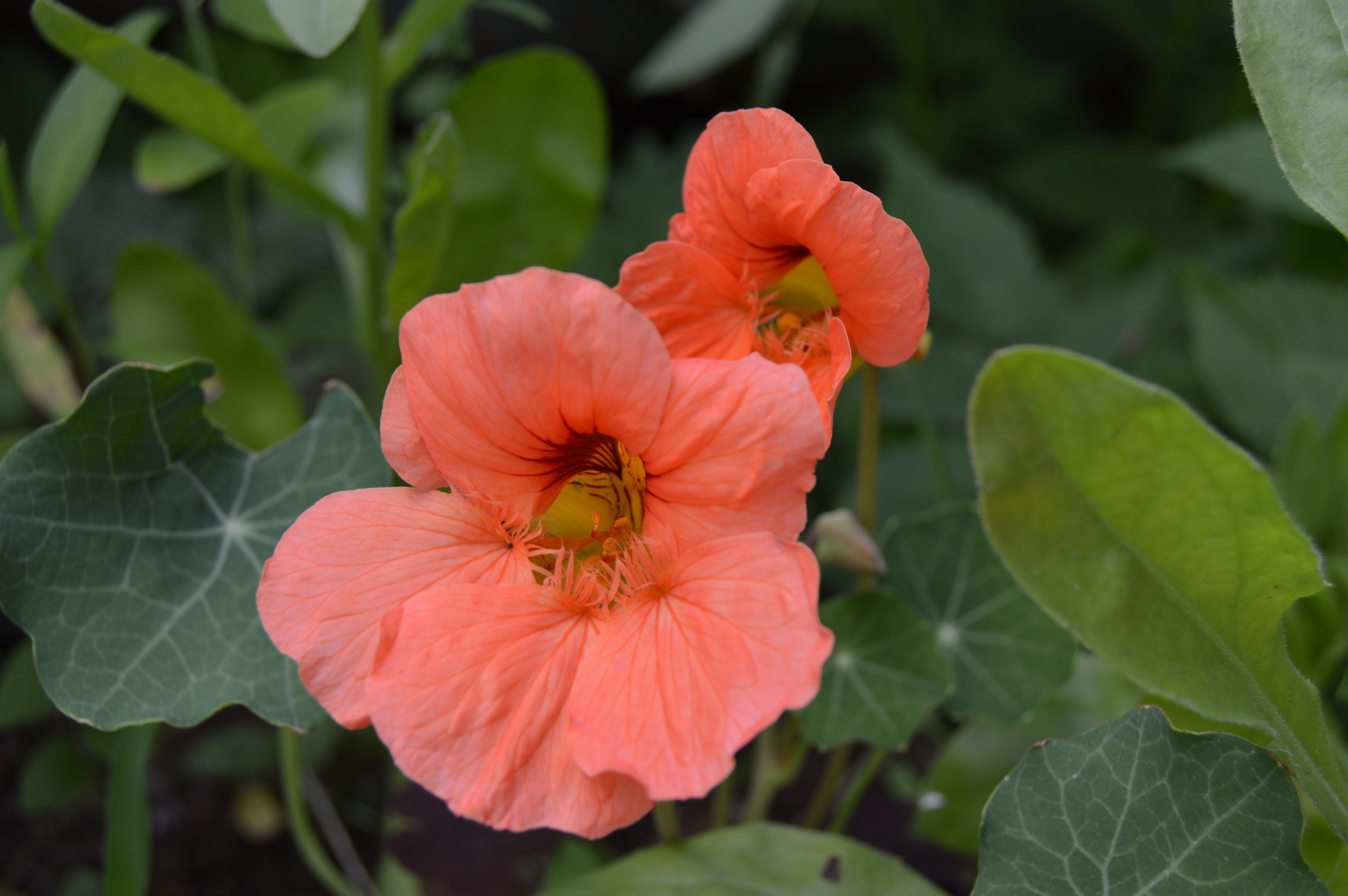 A bright orange Petunia flower blooms among green leaves.