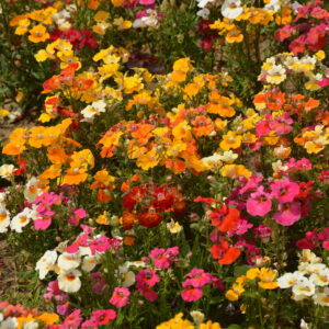 Nemesia Seeds