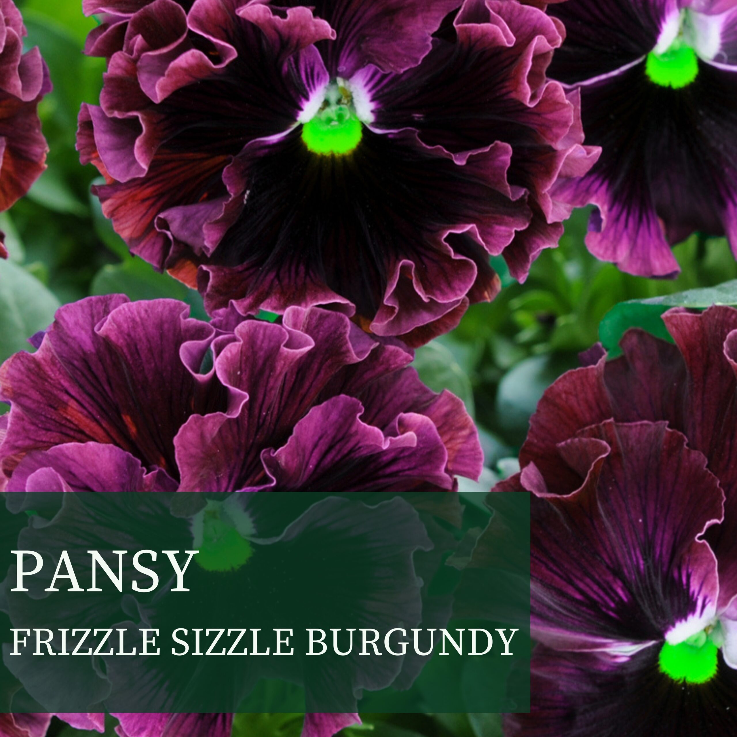 PANSY FRIZZLE SIZZLE BURGUNDY