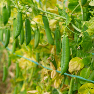 Ripe peas on the branches in the garden