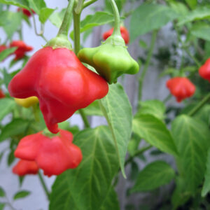 The bishop's crown, the Christmas bell or the prankster hat, is a pepper, a cultivar of the species Capsicum baccatum var. pendulum. It is named for its three-sided shape that resembles the crown of a bishop. Although this variety can be found in Barbados, and it is Capsicum baccatum var.