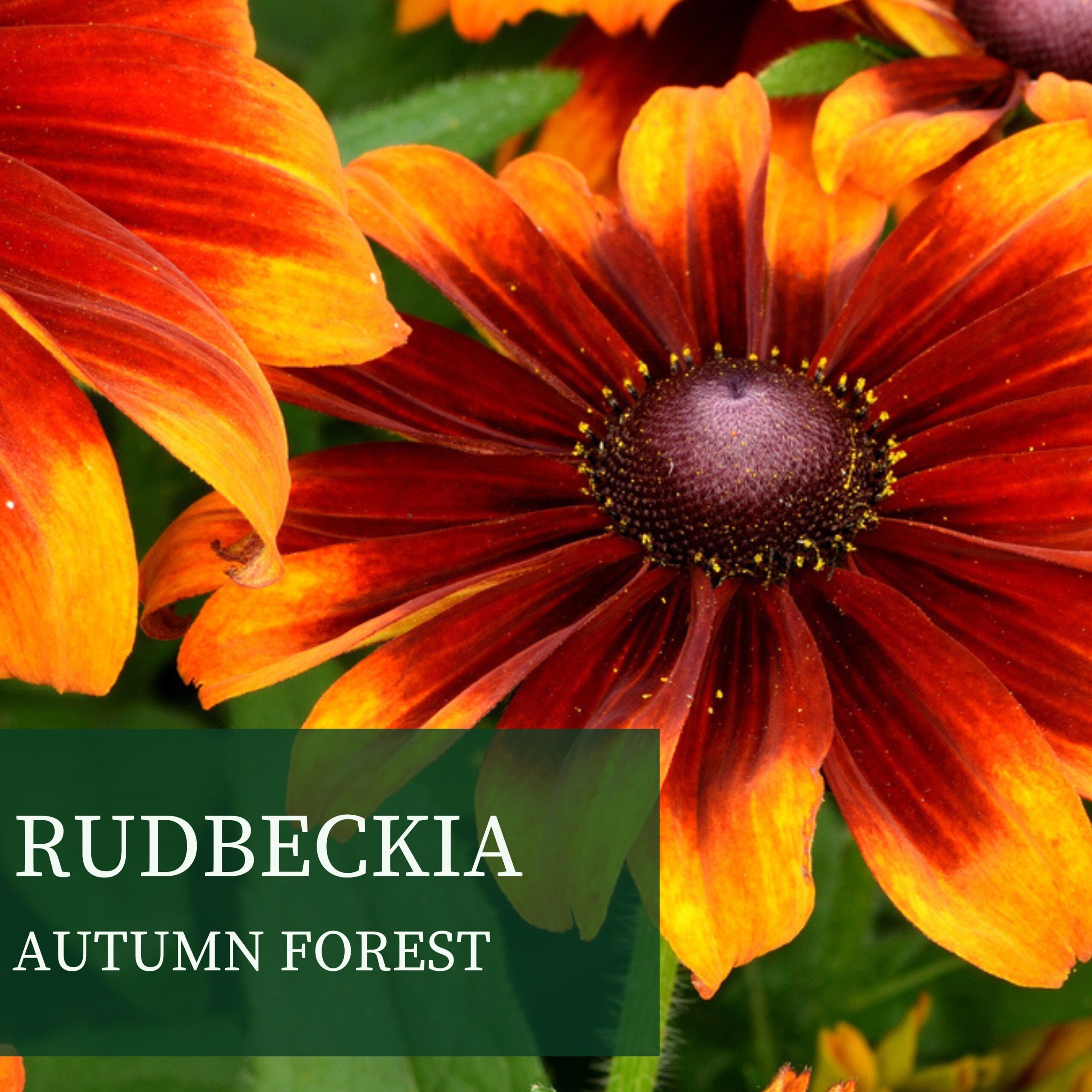 RUDBECKIA AUTUMN FOREST