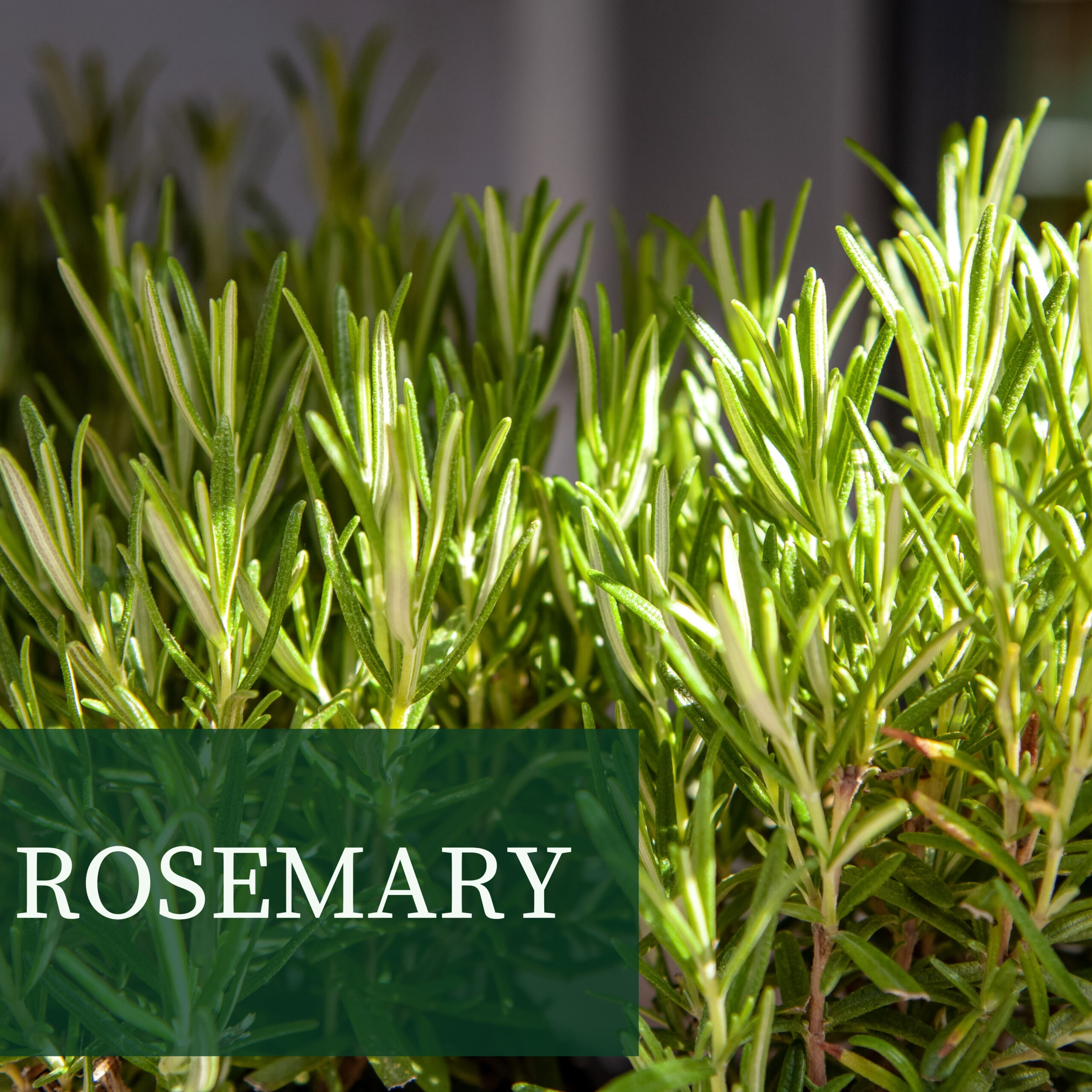 Rosemary Web