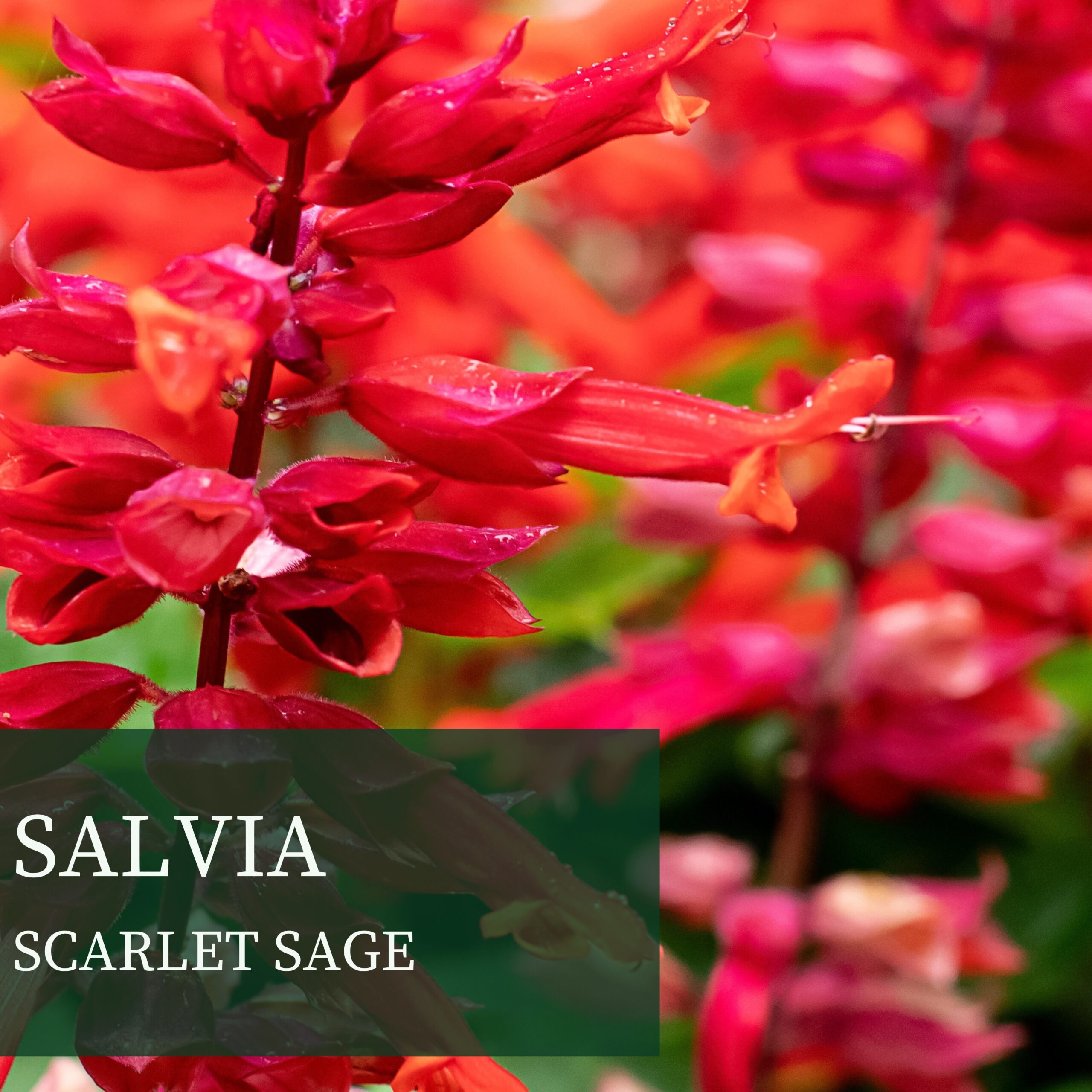 SALVIA SCARLET SAGE