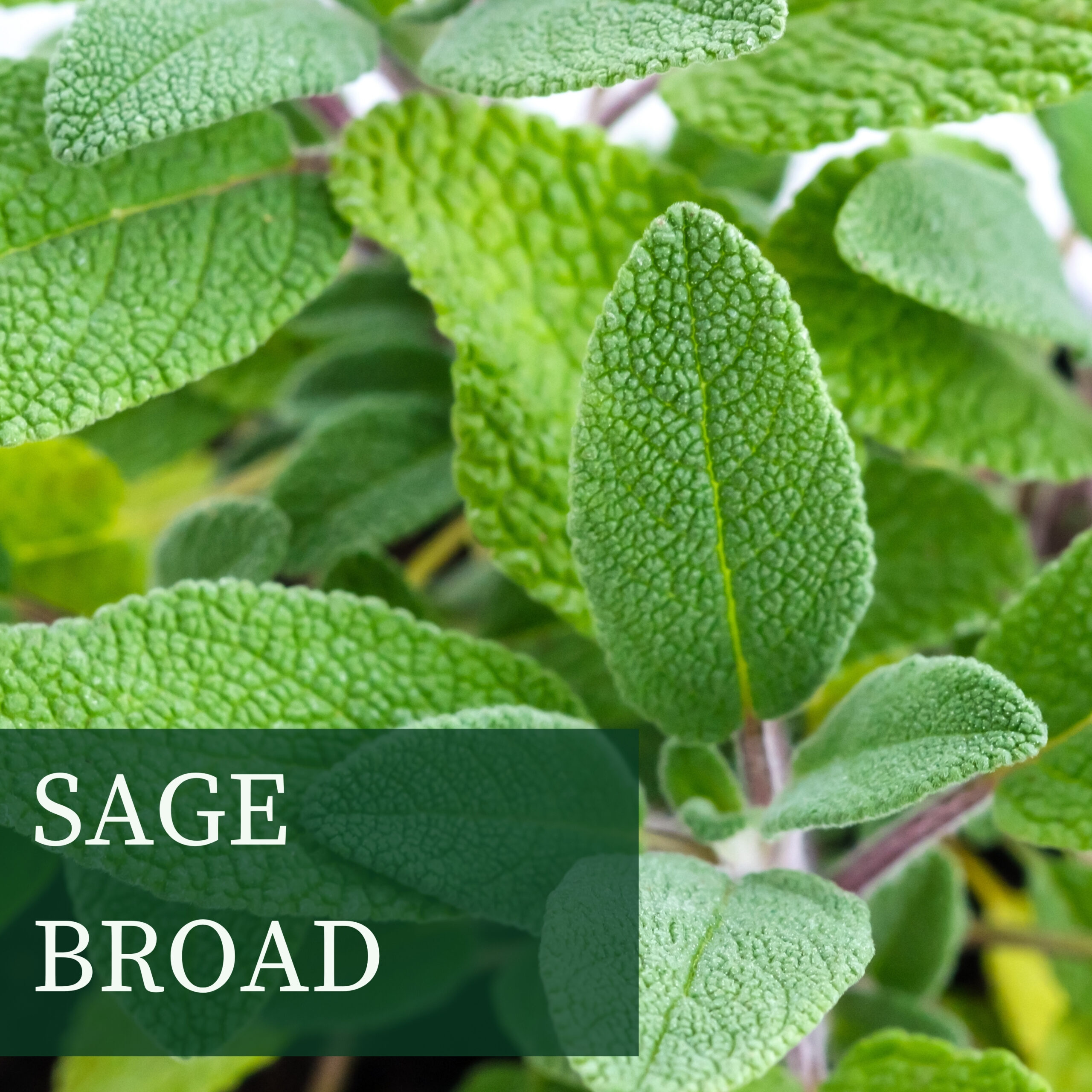 Sage Broad Web