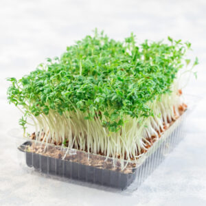 Homegrown cress salad, microgreens in a plastic container, homegrown cress salad, square format