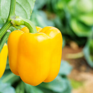 Sweet pepper in the vegetable garden.