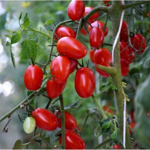 Tomato - Tutti Frutti (3)