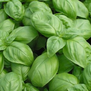 Basil Seeds