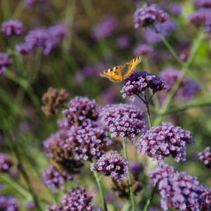 Verbena Seeds