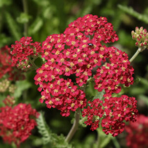 Big cluster of a wildflower called red yarrow