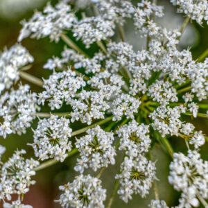 A closeup of Ammi majus, commonly called bishop's flower.