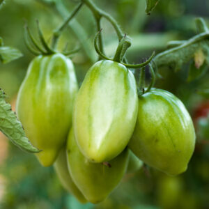 Green tomato sprigs on a bush in a garden in early autumn. Harvesting. The ripening process.