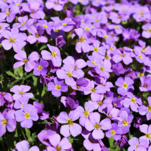 Purple rock cress (Aubrieta deltoidea)