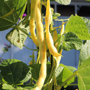 Yellow wax beans hanging from garden vines.
