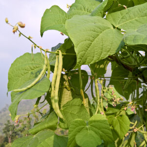 Some green beans hanging on the vine.