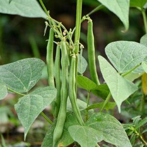 A vertical shot of thin green beans growing on a plant on an agricultural field