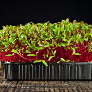 Beet microgreen on a black background. Texture of green leaves close up on a wooden board.