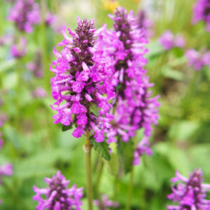 stachys spicata or big betony rosea purple  flower and plant