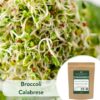 Broccoli Calabrese - Microgreen/Sprouting