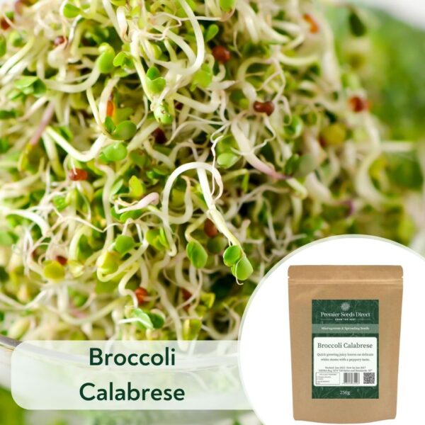 Broccoli Calabrese - Microgreen/Sprouting