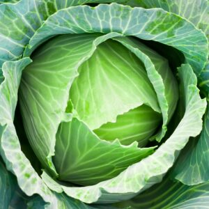 green cabbage's head with leafs