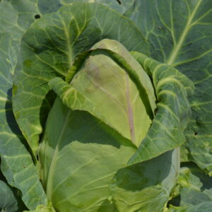 Cabbage - Durham Early