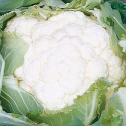 Cauliflower - Clapton F1