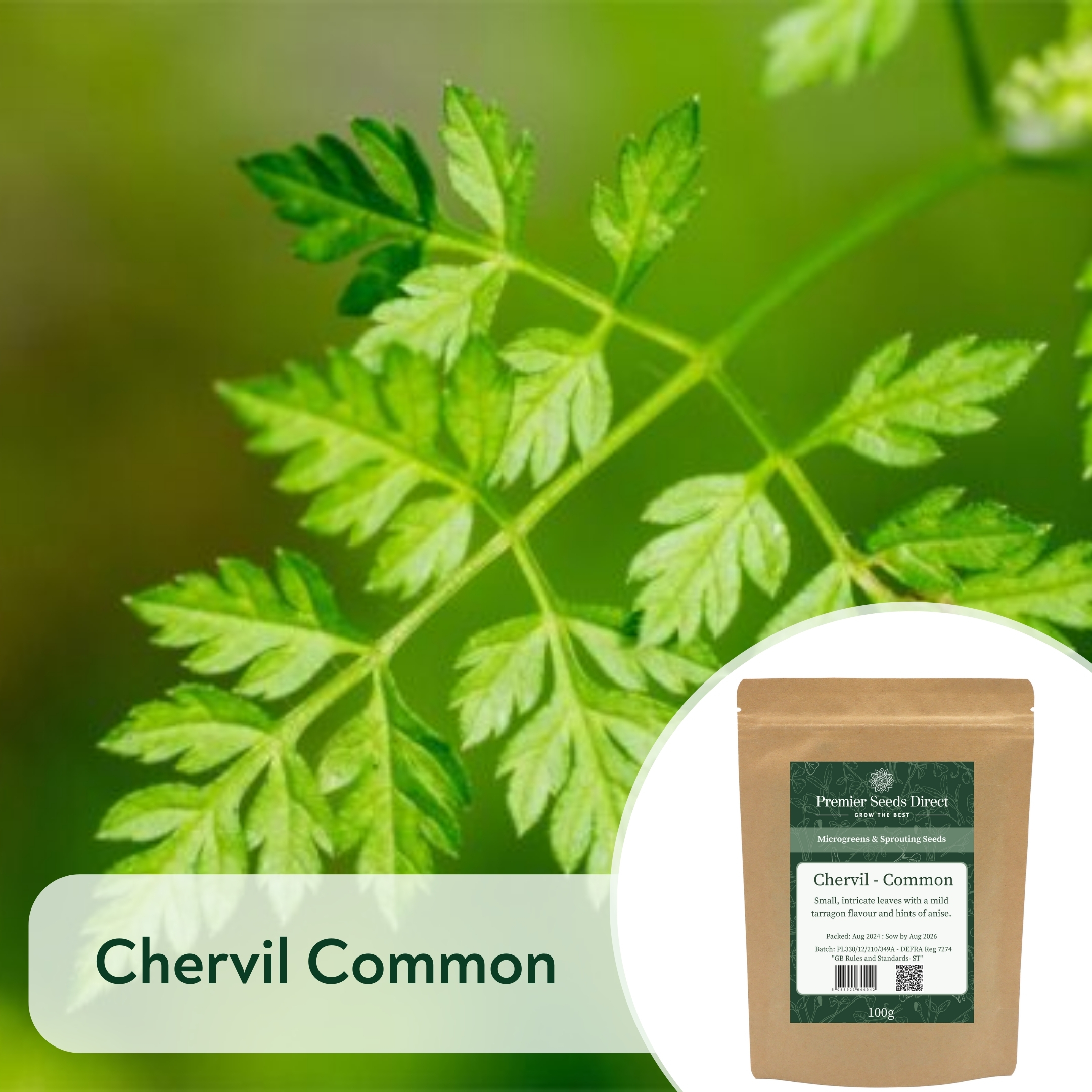 Chervil Common