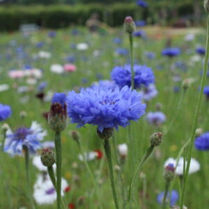 Cornflower-Blue-Boy-1-1-scaled