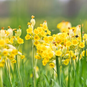 yellow cowslips